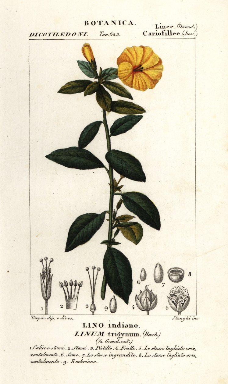 Lino francés, Linum trigynum de Stanghi Stanghi