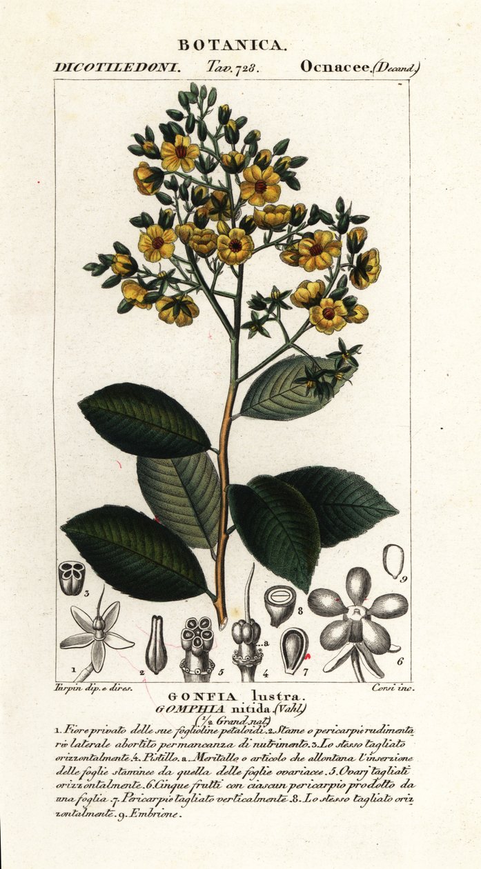 Gomphia nitida de Stanghi Stanghi
