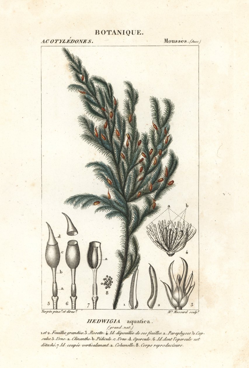 Musgo Hedwigia aquatica de Stanghi Stanghi
