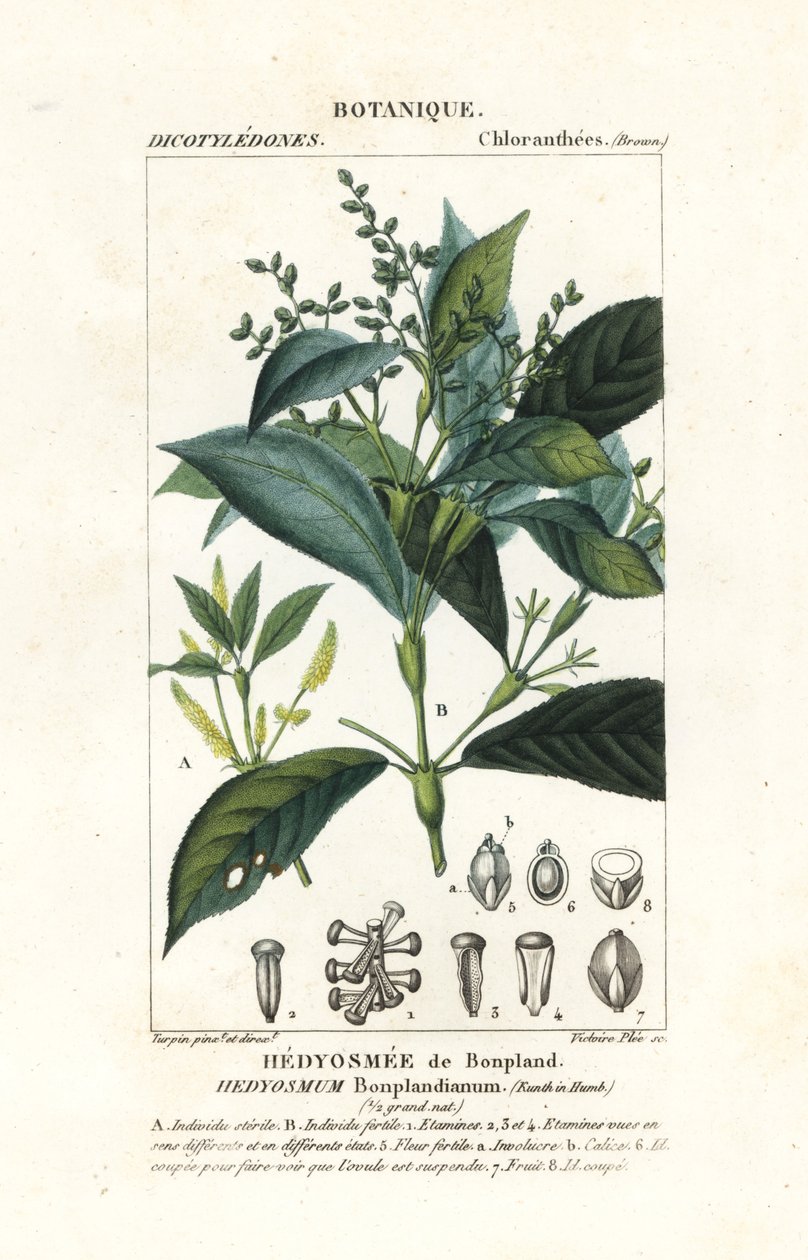 Hedyosmum bonplandianum, Kunth de Stanghi Stanghi