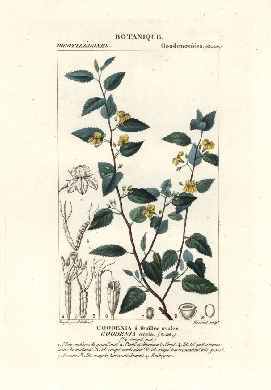 Goodenia de lúpulo, Goodenia ovata de Stanghi Stanghi