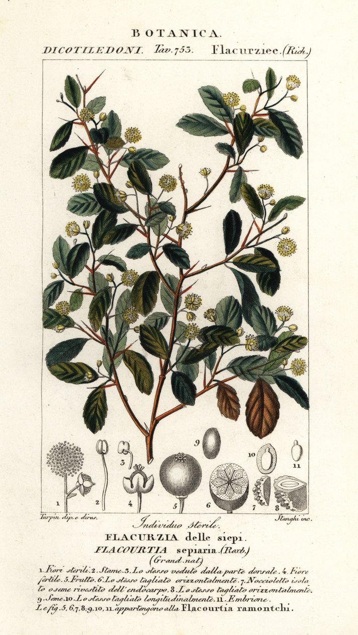 Ciruela de la India, Flacourtia indica de Stanghi Stanghi