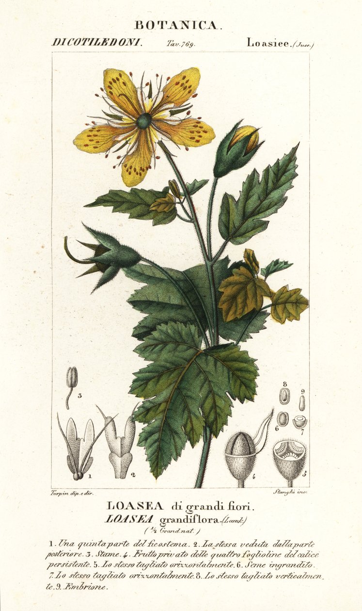 Loasea grandiflora de Stanghi Stanghi