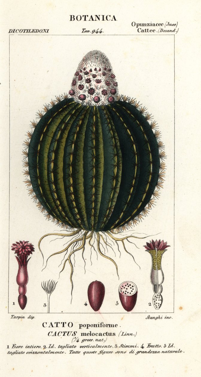 Cactus melón, Melocactus caroli-linnaei de Stanghi Stanghi