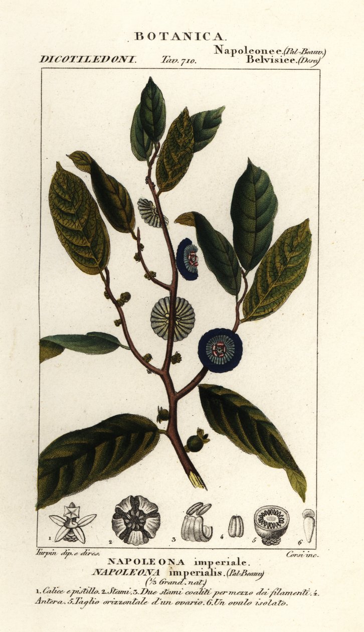 Napoleonaea imperialis de Stanghi Stanghi