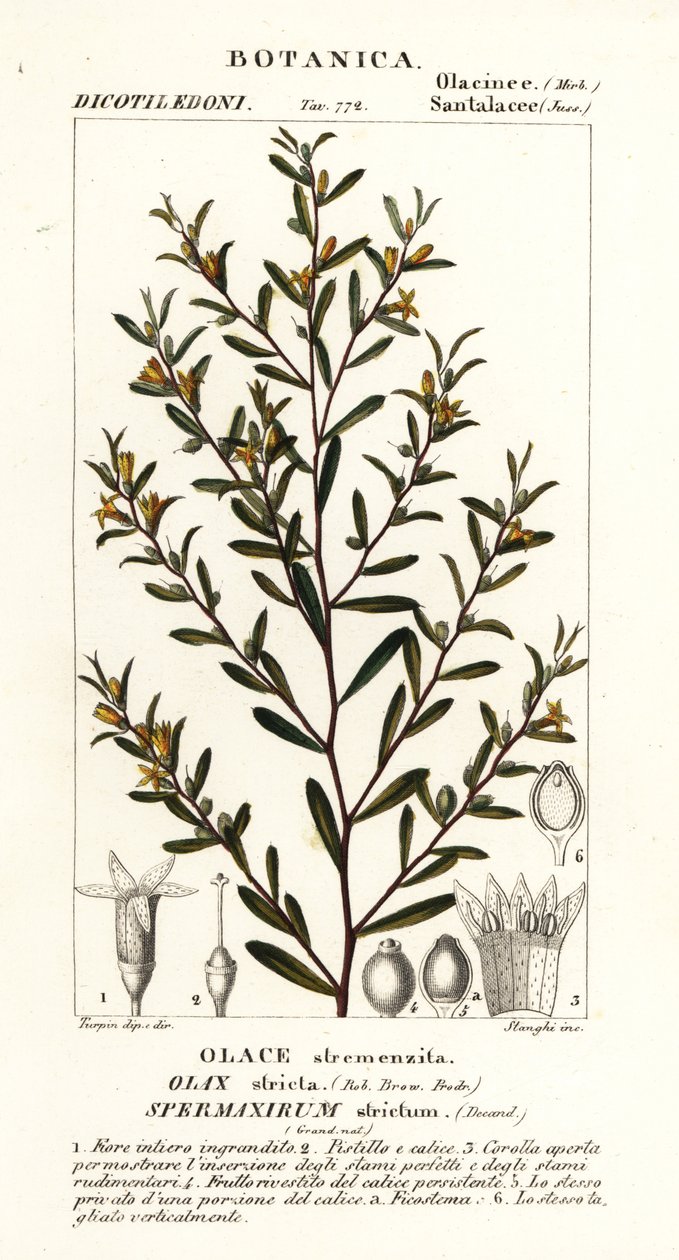 Olax stricta de Stanghi Stanghi