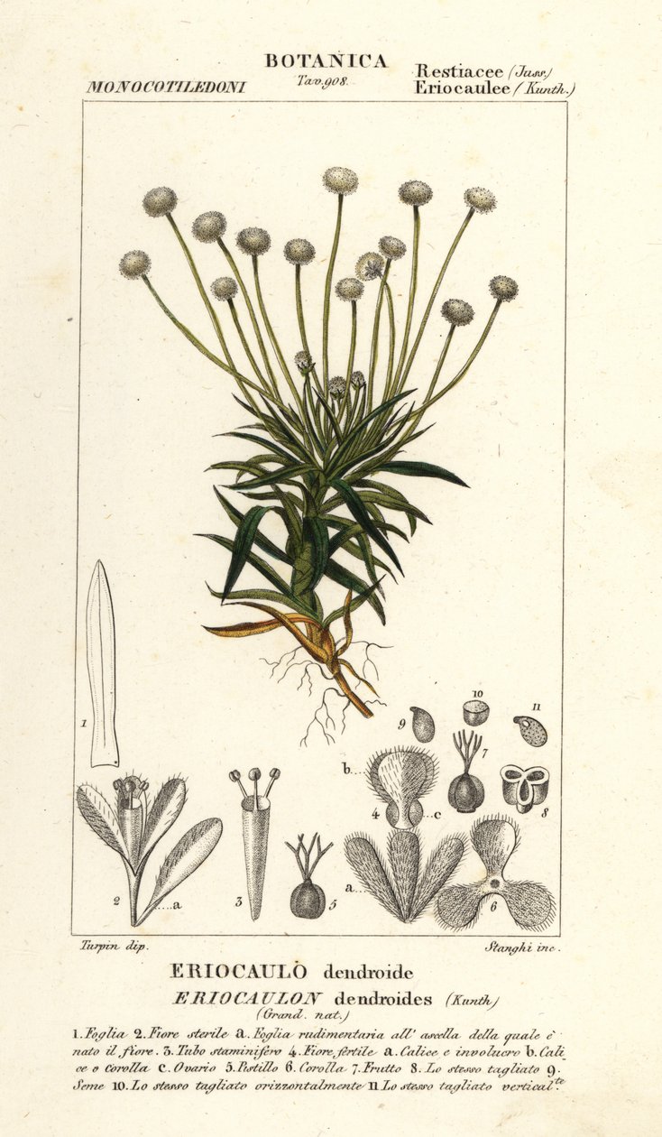Hierba de los pantanos, Paepalanthus dendroides de Stanghi Stanghi