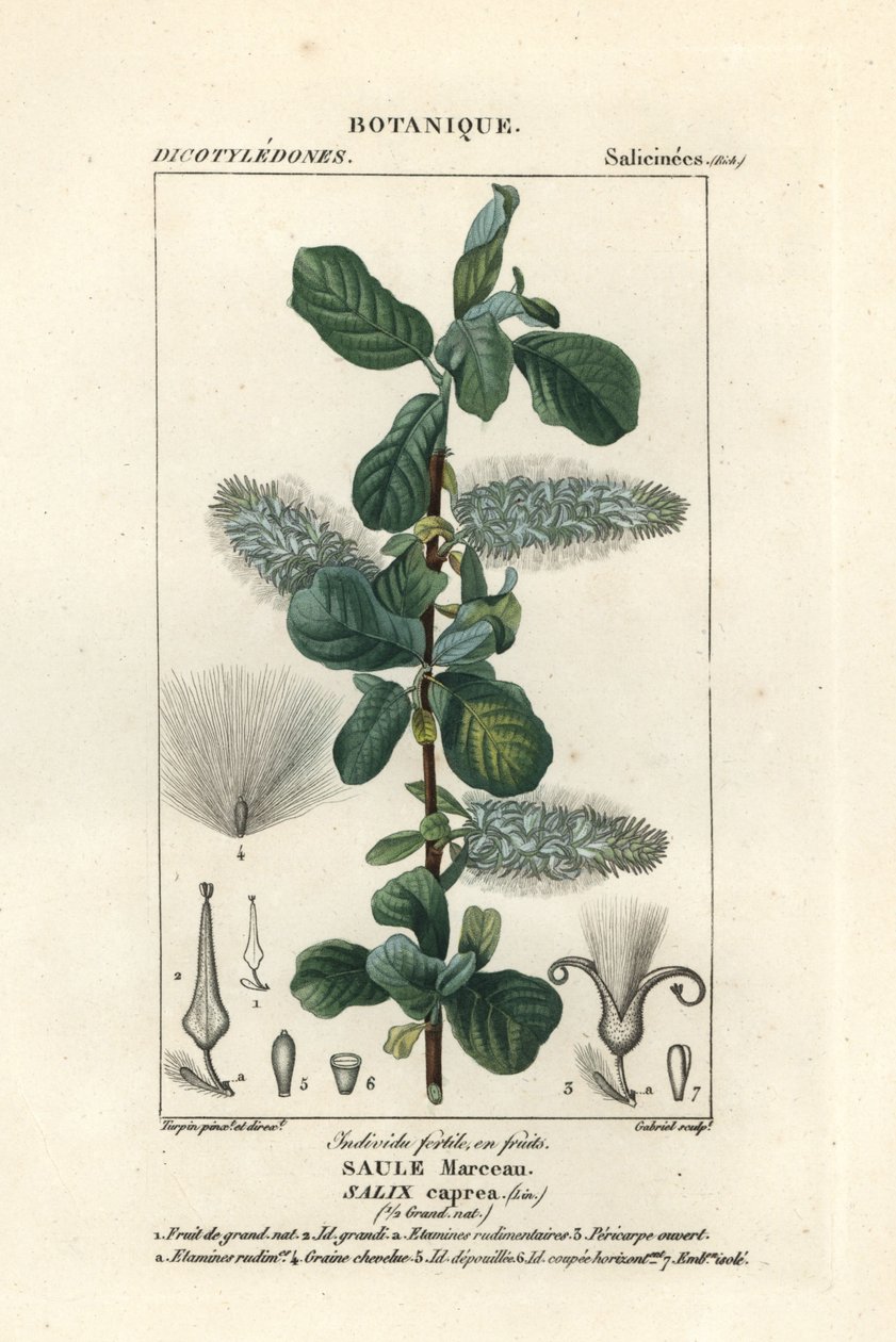 Sauce de la India, Salix caprea de Stanghi Stanghi