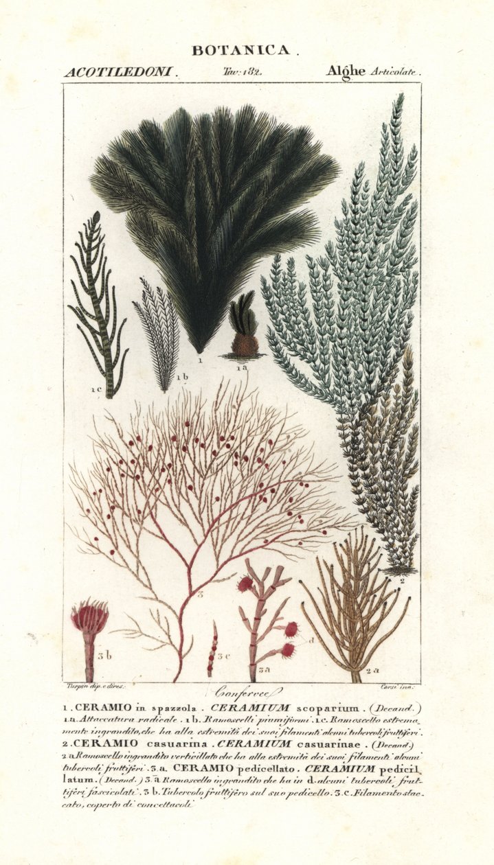 Especies de algas rojas de Stanghi Stanghi