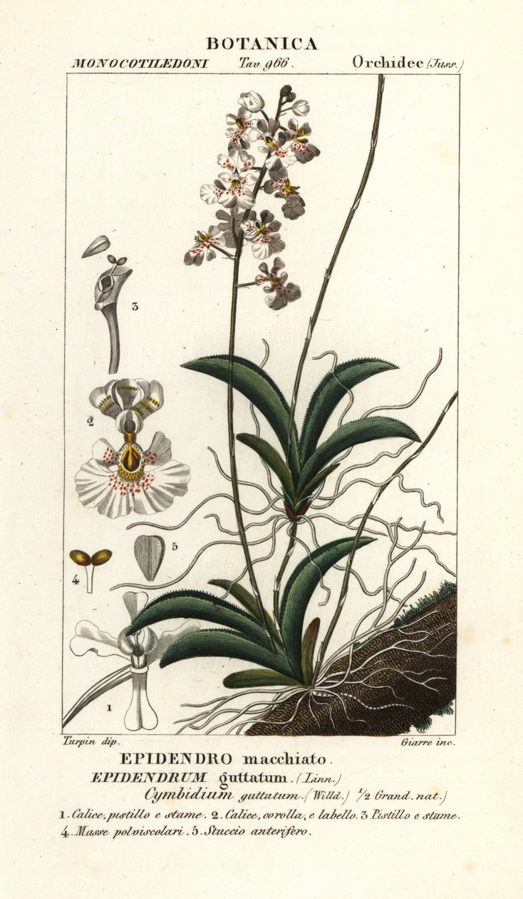 Orquídea Tolumnia guttata de Stanghi Stanghi