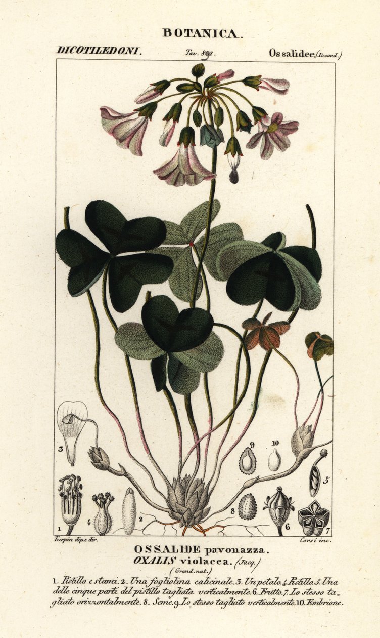 Acedera violeta, Oxalis violacea de Stanghi Stanghi