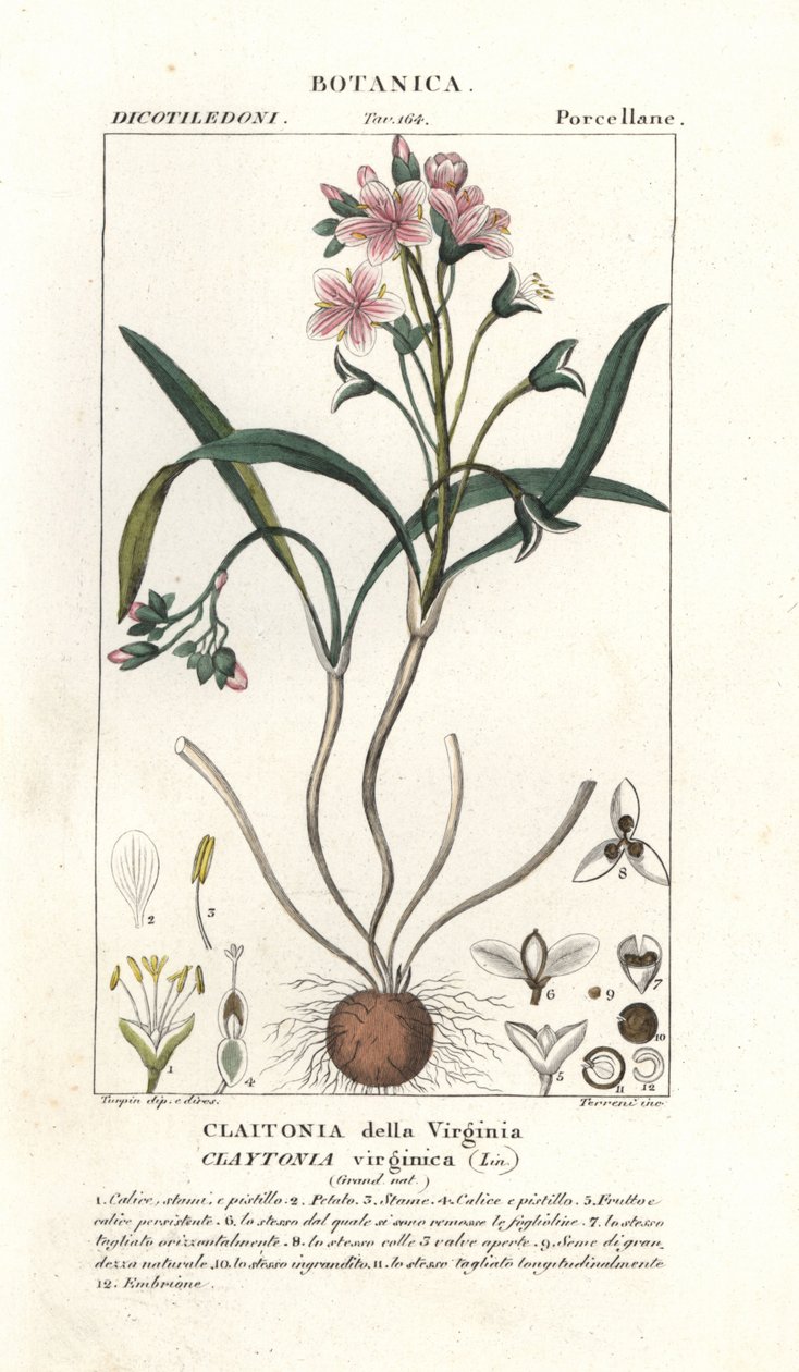 Springbeauty de Virginia, Claytonia virginica de Stanghi Stanghi