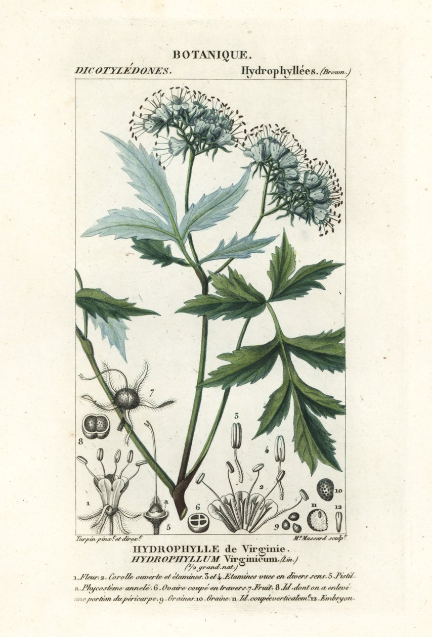 Hoja de agua de Virginia, Hydrophyllum virginianum de Stanghi Stanghi