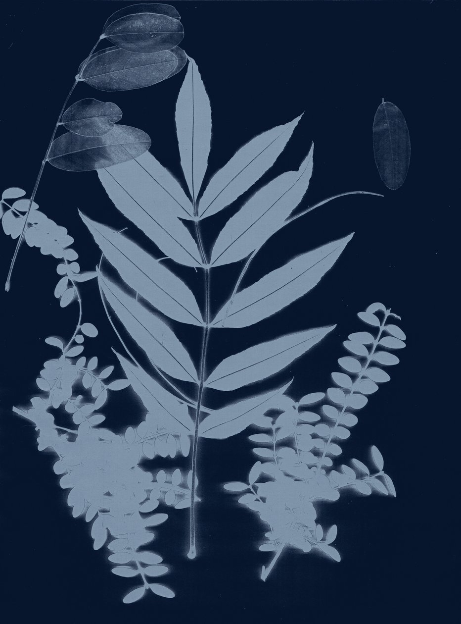 Cyan Foliage 01, 2017 (digital) de Stephen Dow