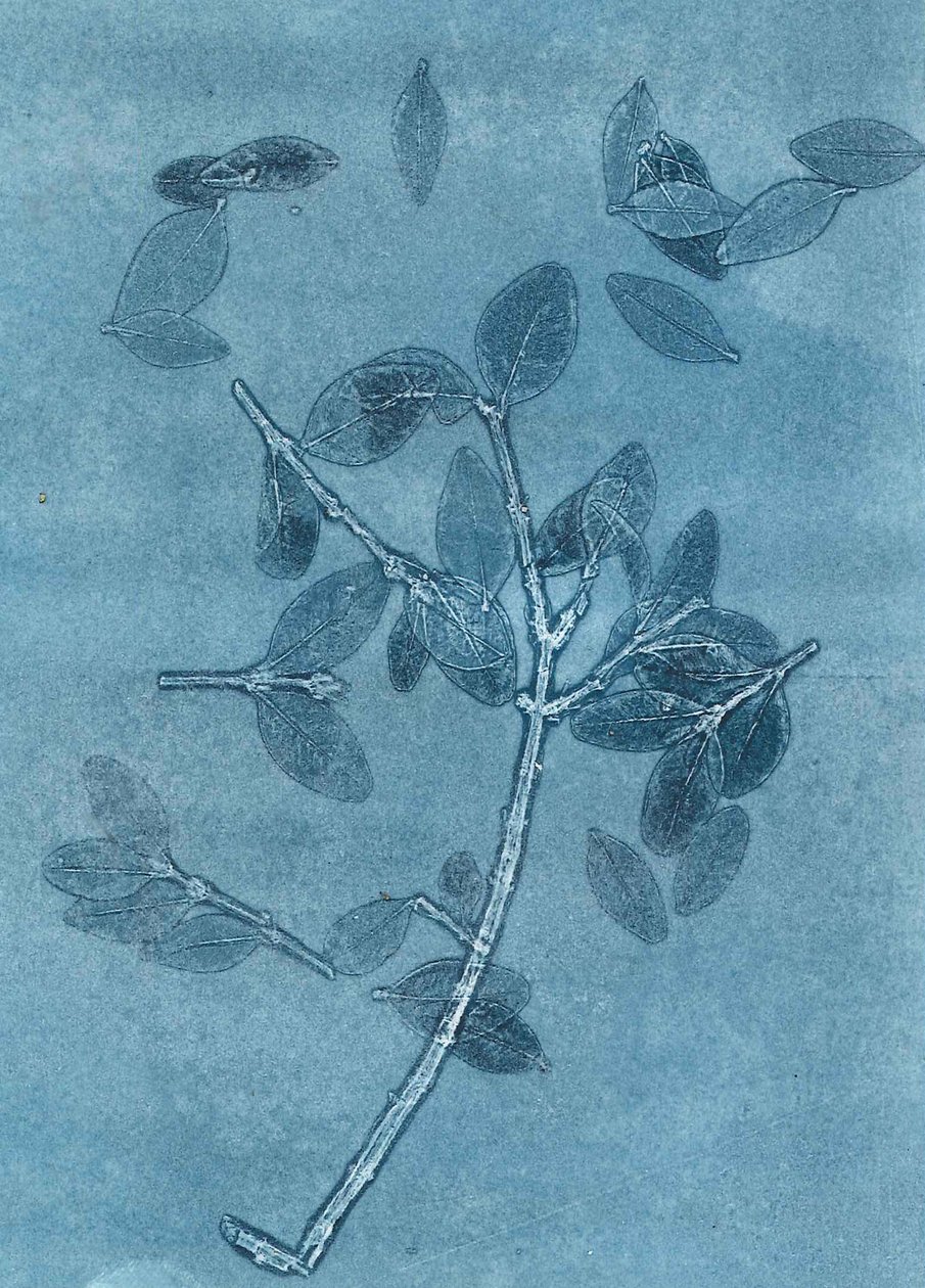 Jardín de medianoche I, 2015 (monocopia sobre papel) de Stephen Dow