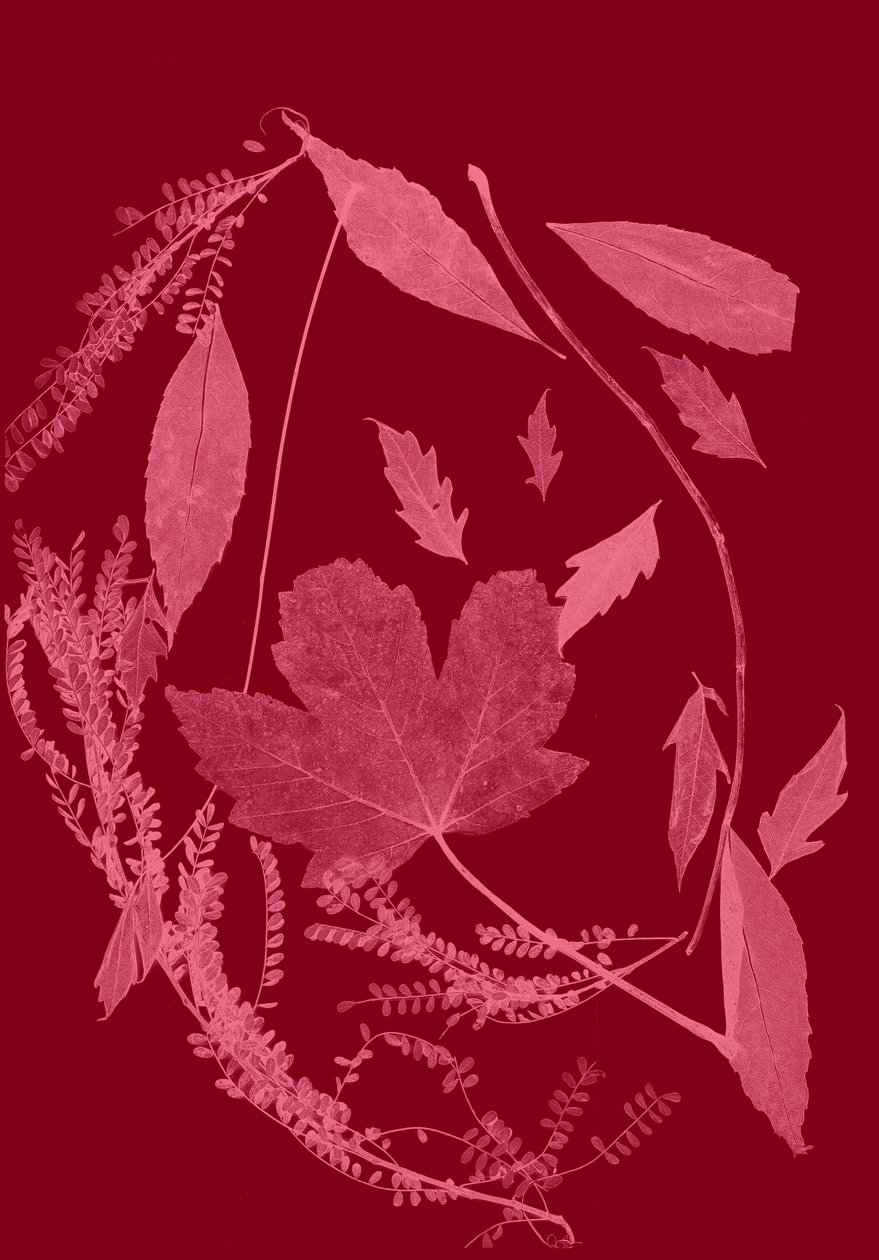 Follaje rojo, 2017 (digital) de Stephen Dow
