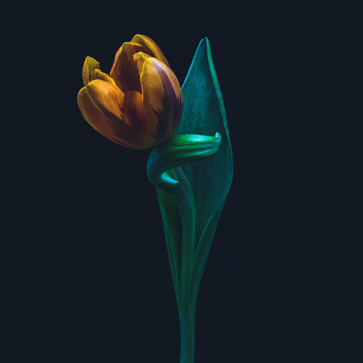 Tulipán singular, 2022 (foto) de Steve Gallagher