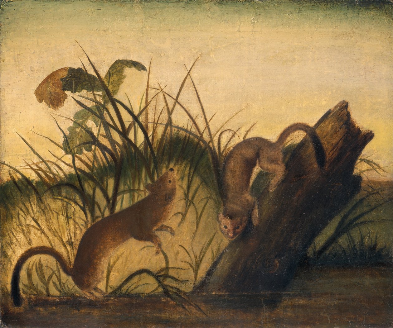 Comadreja de Cola Larga de Studio of John James Audubon