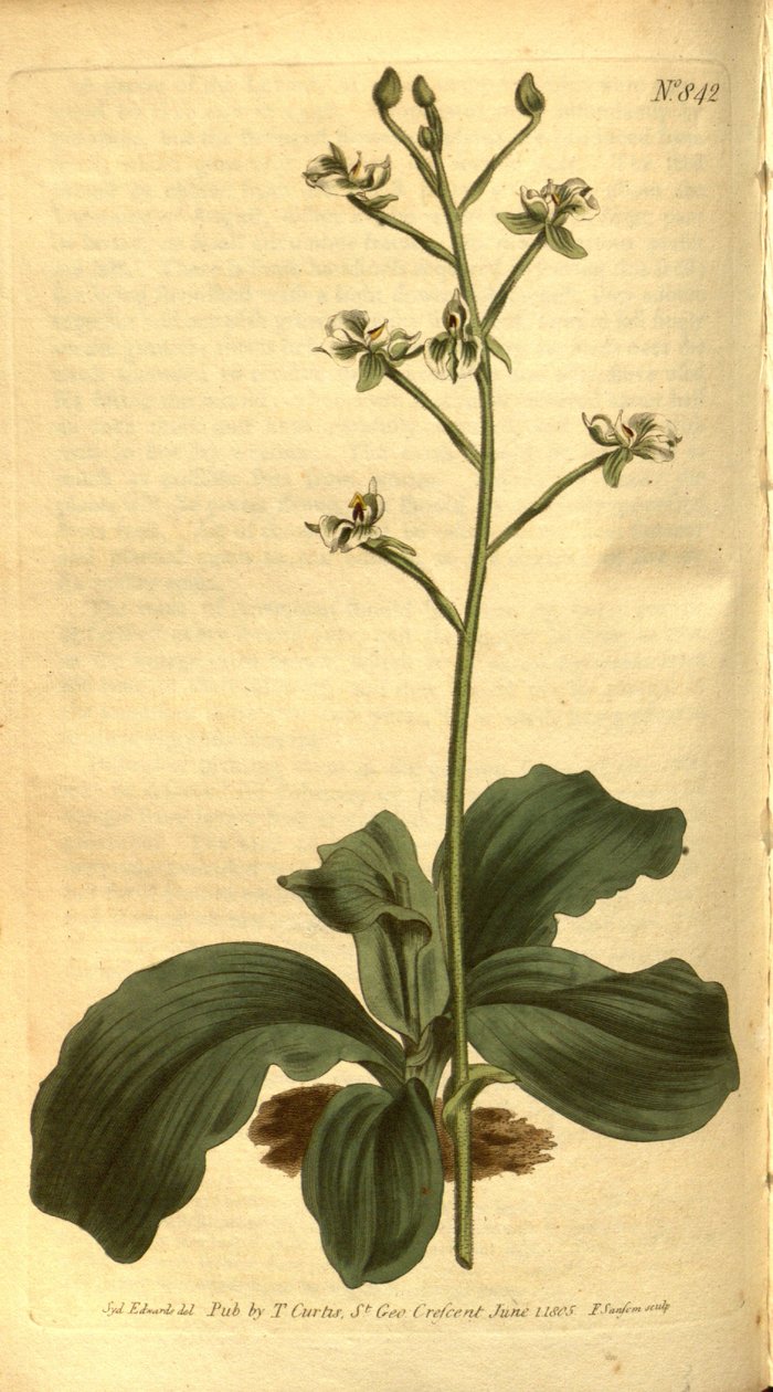 Ilustración de Ponthieva racemosa de Sydenham Teast Edwards