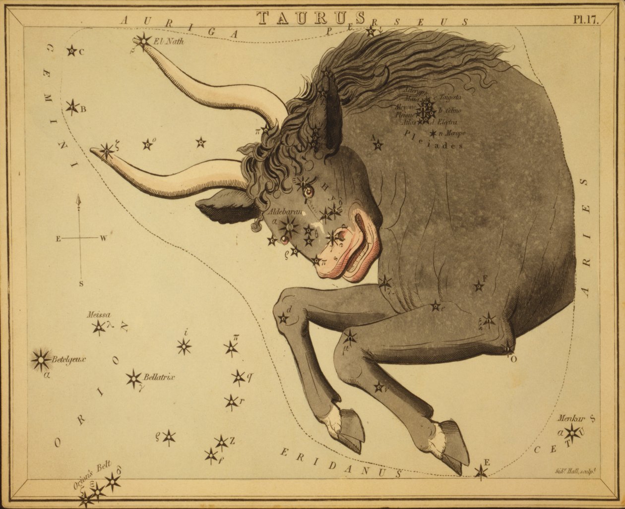 Tauro, Ilustración de 