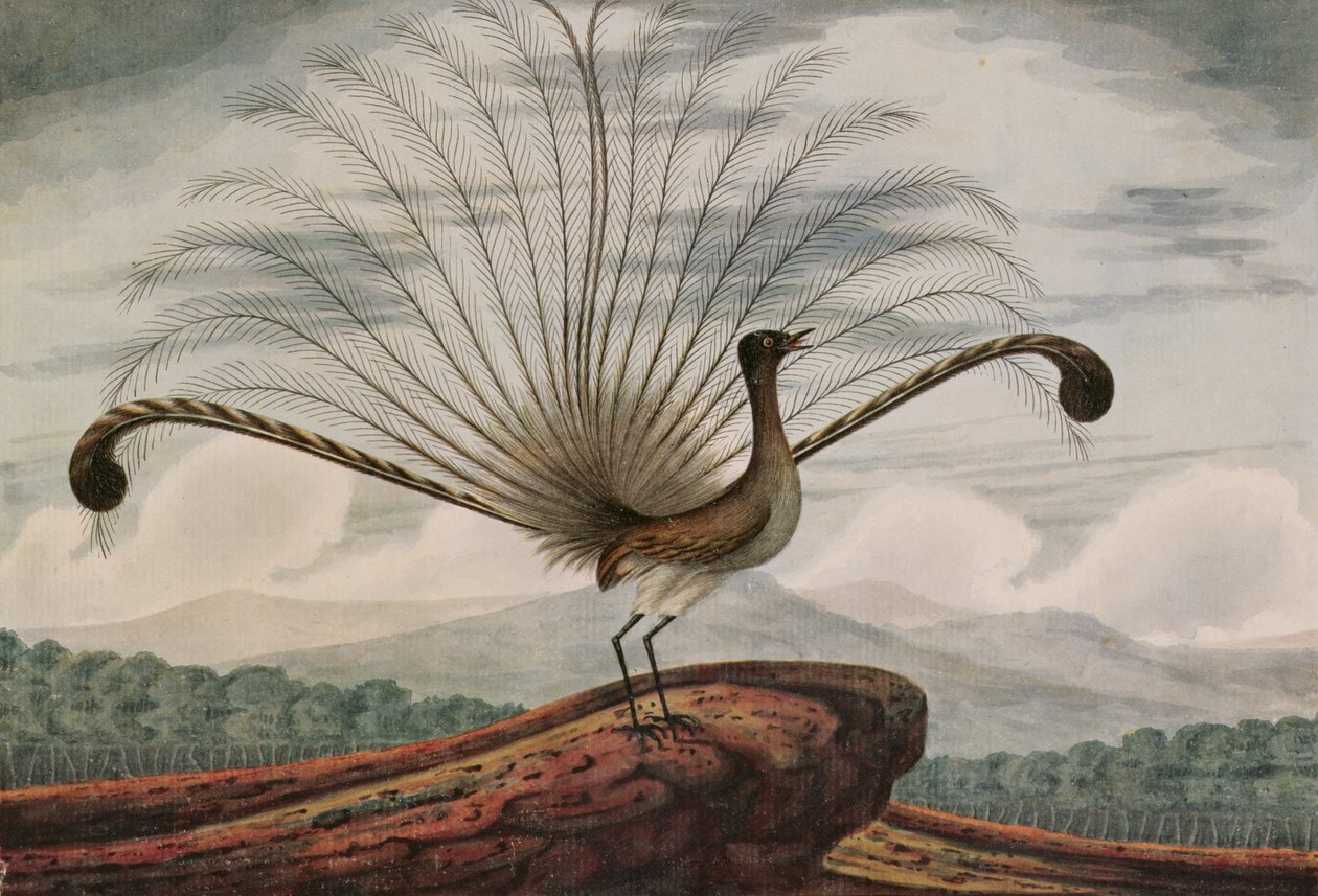 Ave lira: mamura superba, 1813 de T.R. Browne