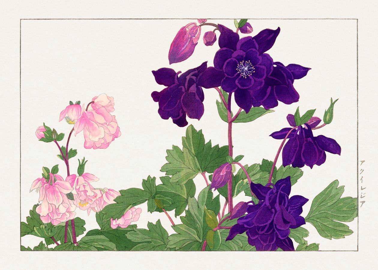 Flor de Aquilegia de "Seiyou Sokazufu" de Tanigami Konan