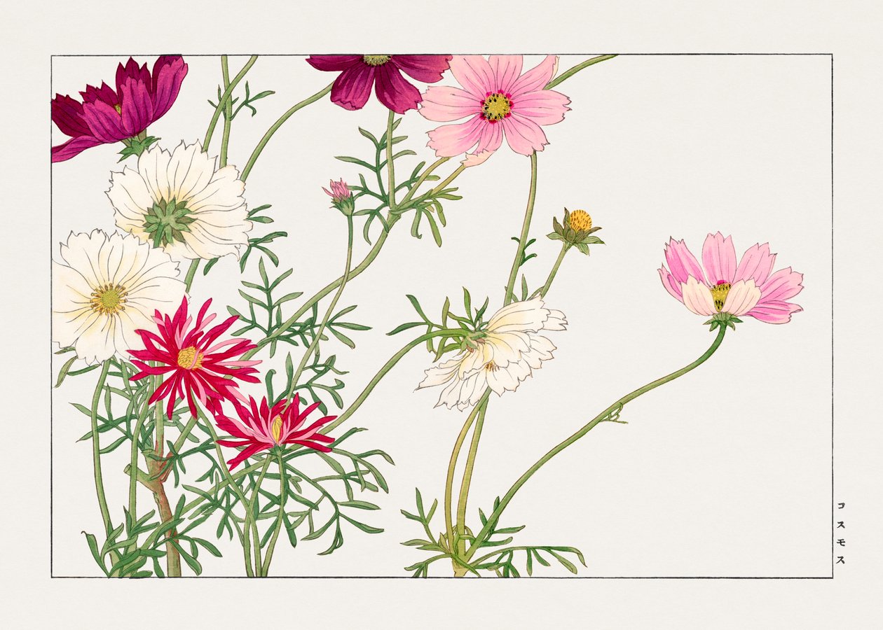 Flor de cosmos de "Seiyou Sokazufu" de Tanigami Konan