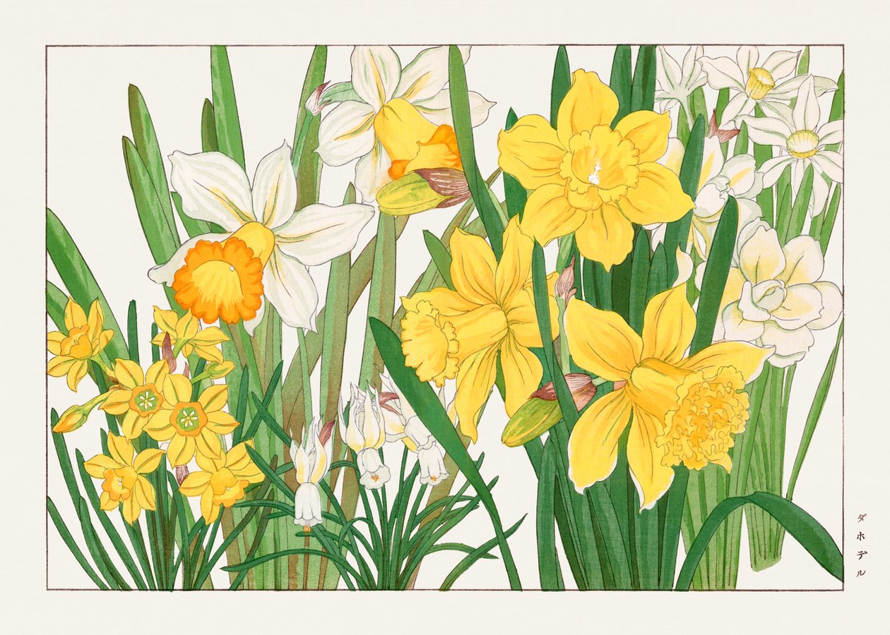 Narciso de "Seiyou Sokazufu" de Tanigami Konan