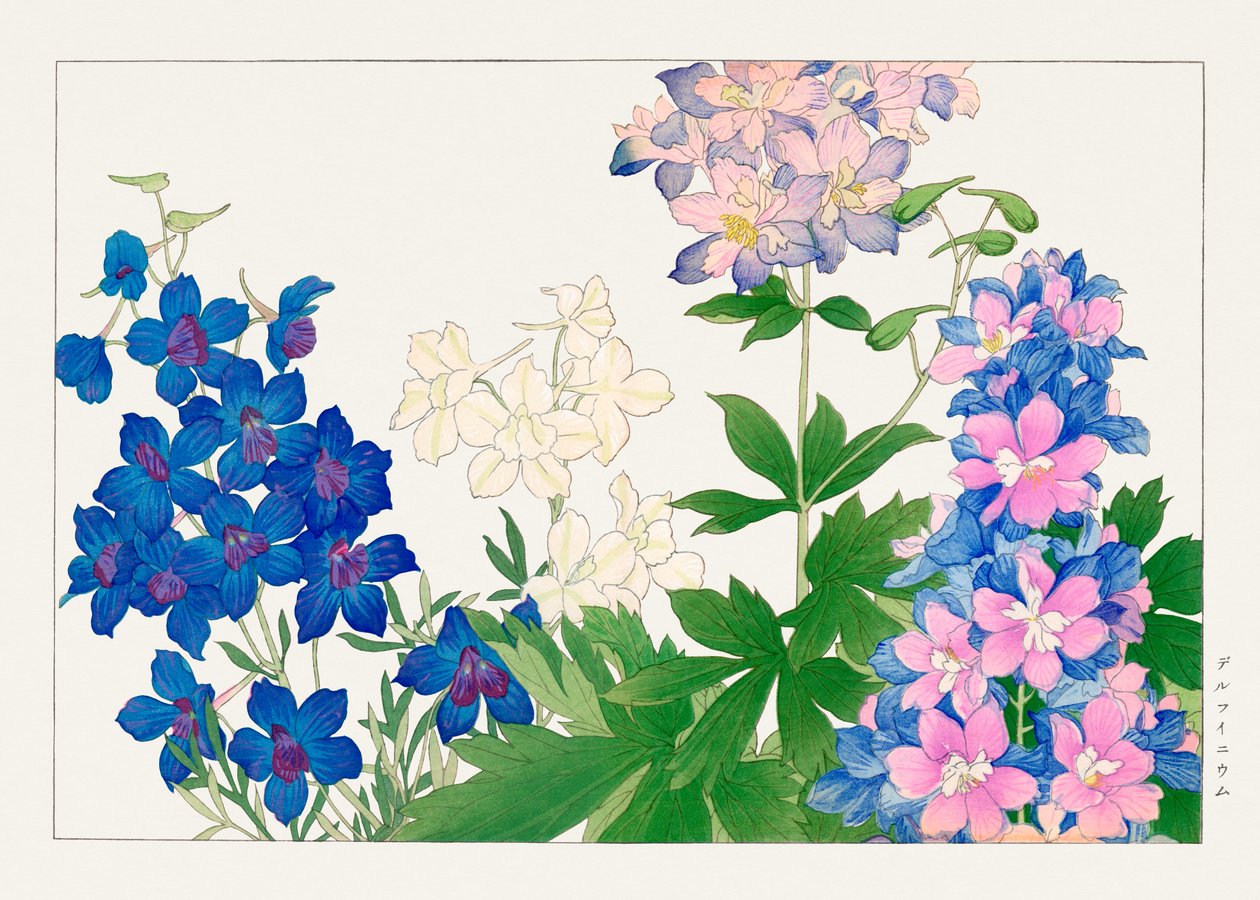 Flor de delphinium de "Seiyou Sokazufu" de Tanigami Konan