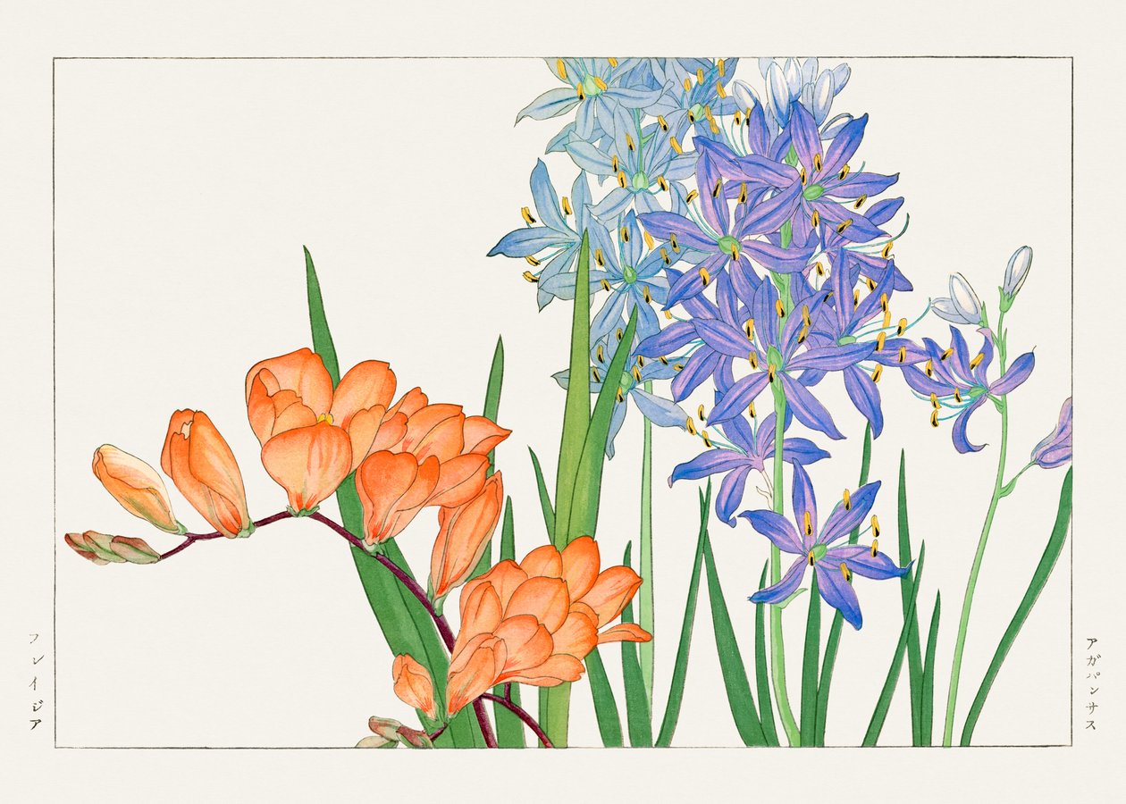 Flor de fresia de "Seiyou Sokazufu" de Tanigami Konan