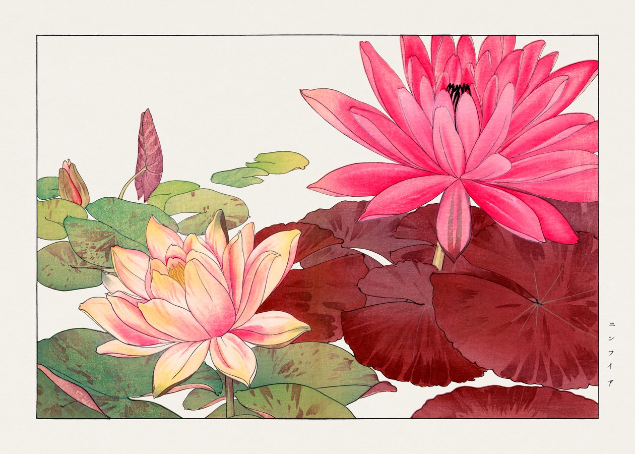 Nymphaea lotus de "Seiyou Sokazufu de Tanigami Konan