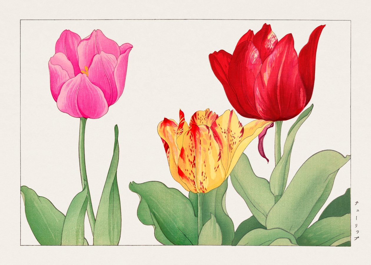 Tulipán de "Seiyou Sokazufu" de Tanigami Konan