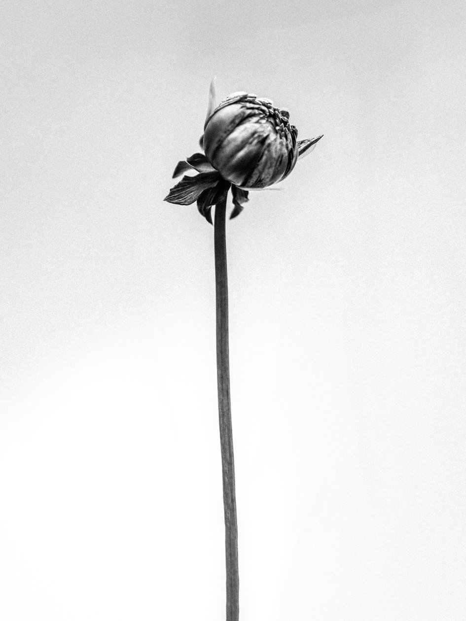 Entre las Flores 20, 2021 (foto b/n) de Teis Albers