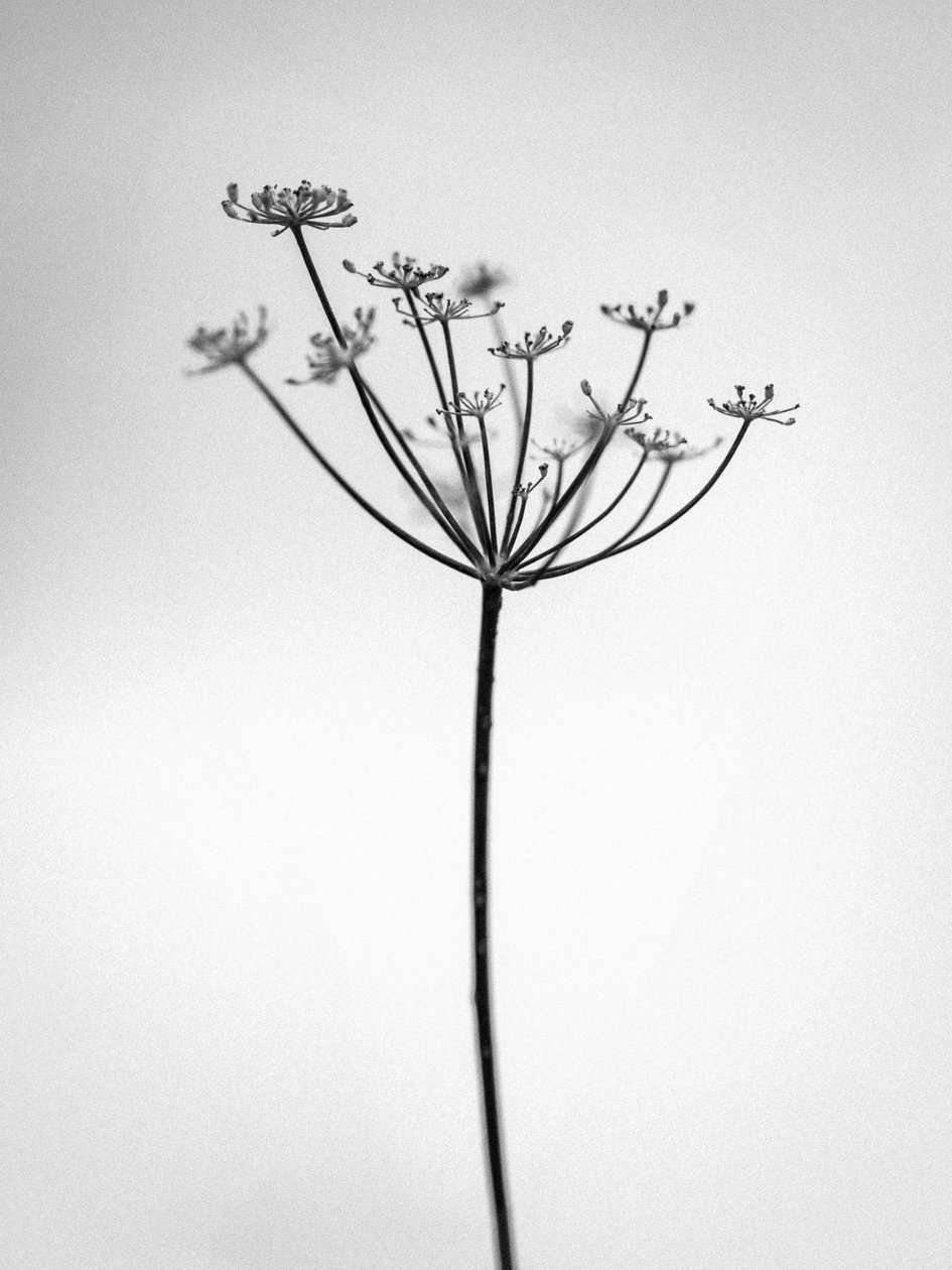 Entre las Flores 29, 2021 (foto b/n) de Teis Albers