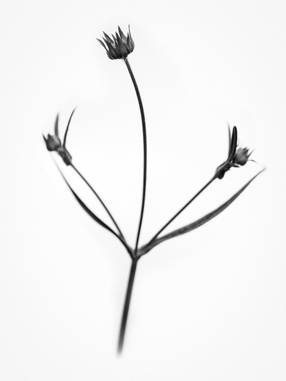 Entre las Flores 34, 2021 (foto b/n) de Teis Albers