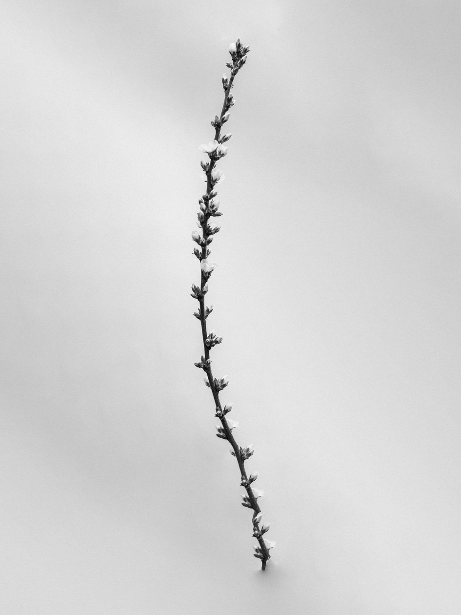 Entre las flores 54, 2021 (fotografía en b/n) de Teis Albers