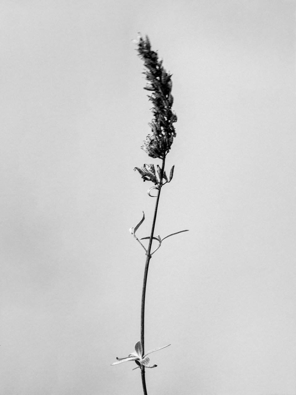 Entre las Flores 74, 2021 (foto b/n) de Teis Albers