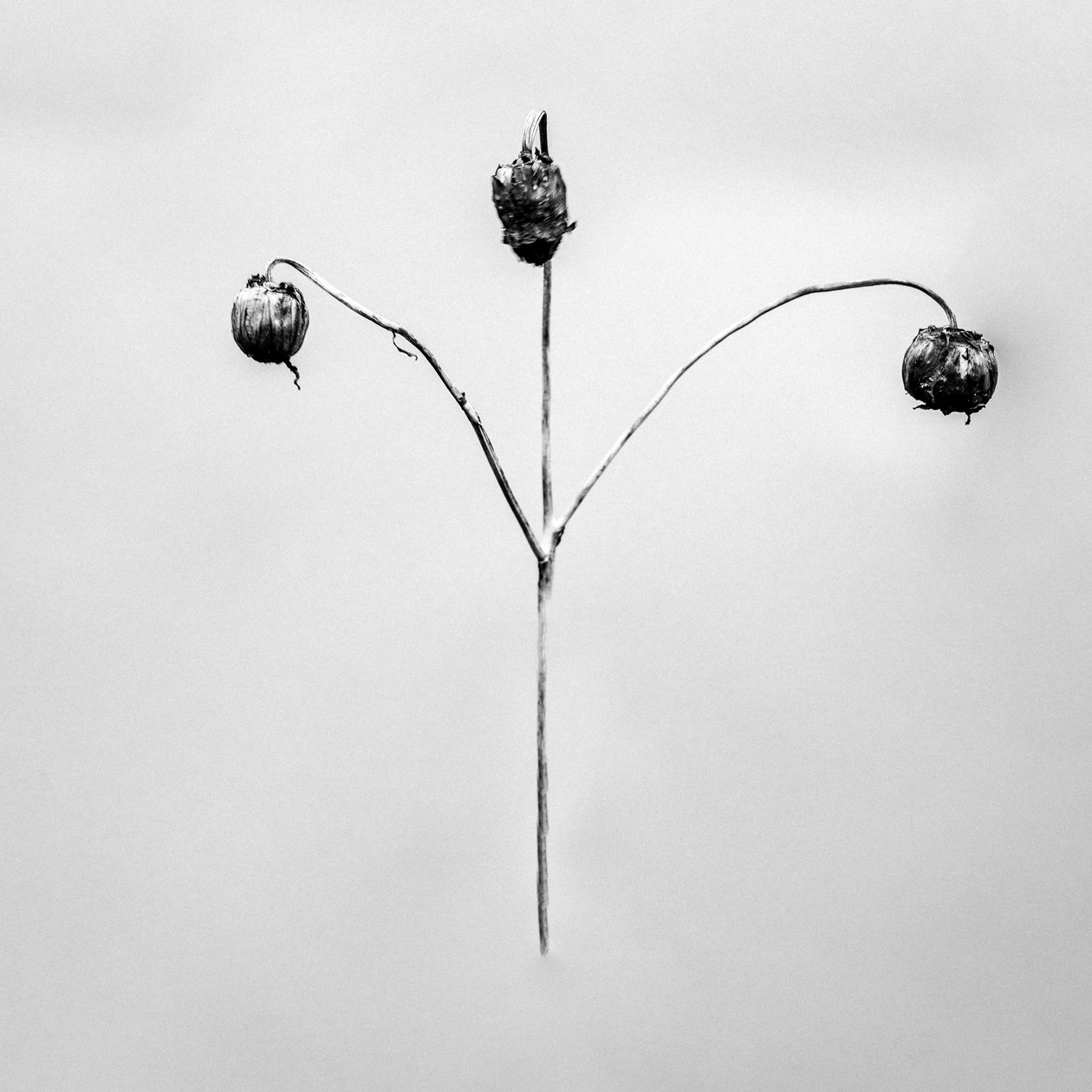 En medio de las flores 75, 2021 (foto b/n) de Teis Albers