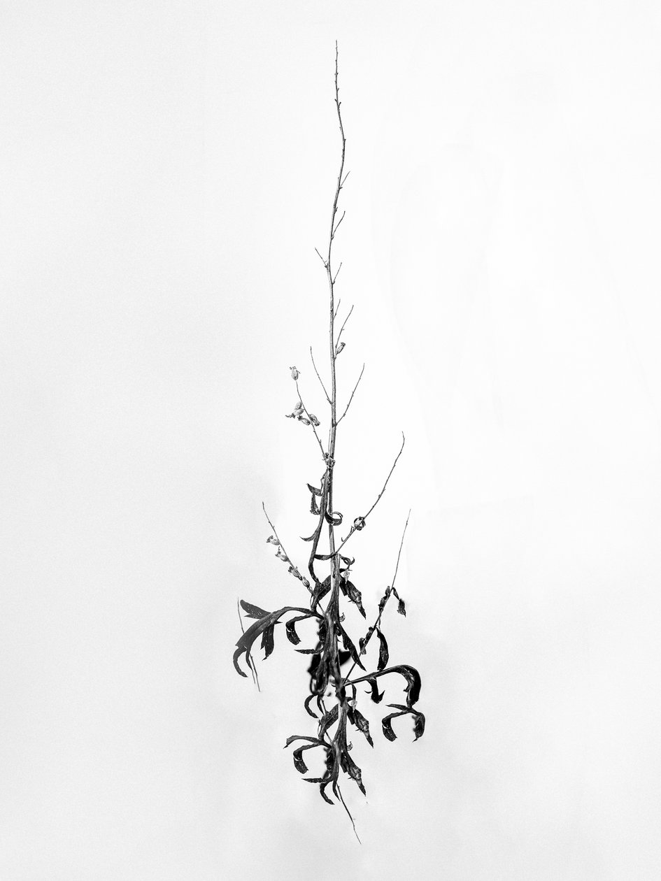 Entre las flores 80, 2021 (fotografía en b/n) de Teis Albers