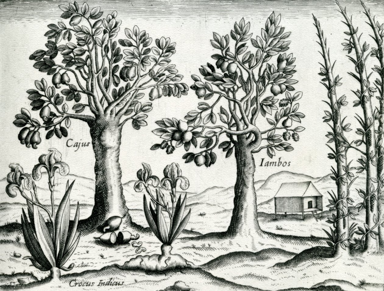 Paisaje, ilustración de 