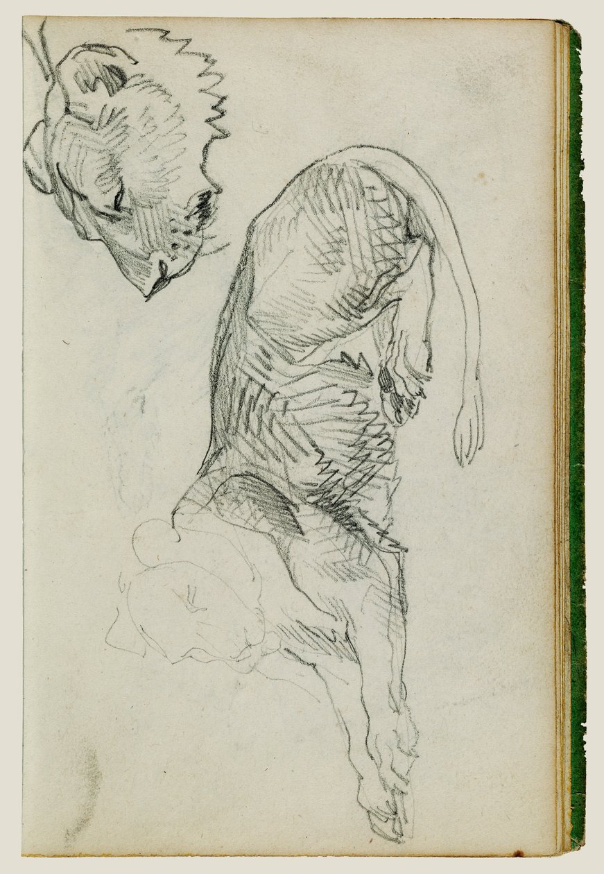 León sentado, cabeza de leona de Theodore Gericault