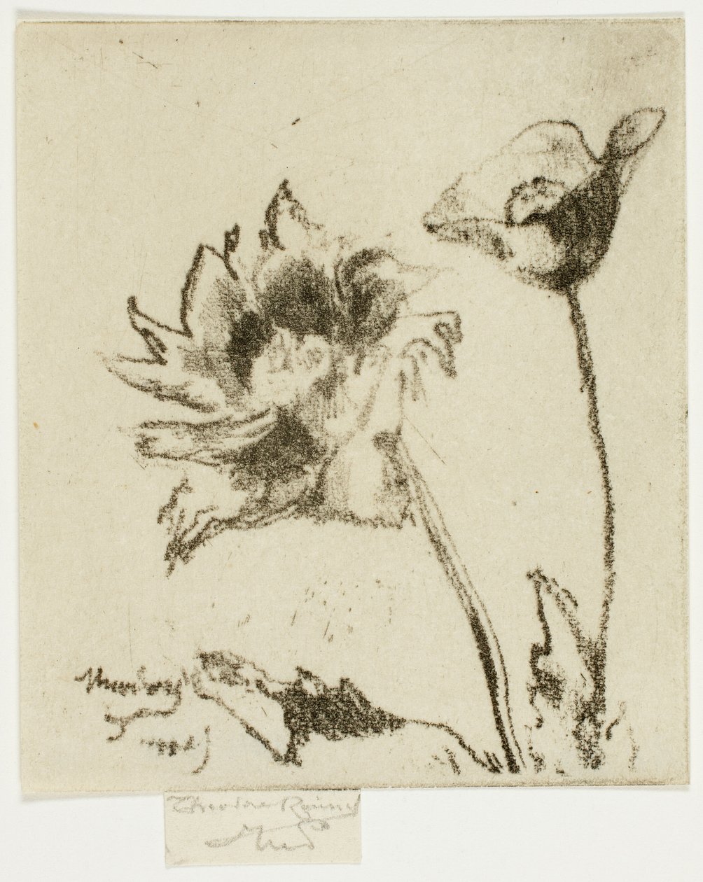 Dos flores de Theodore Roussel