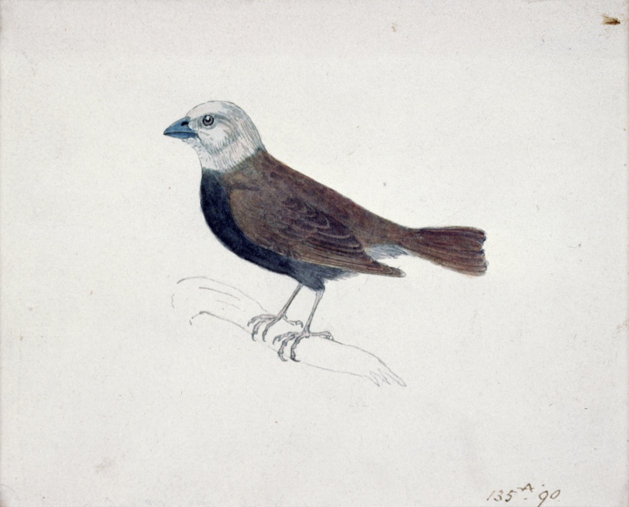 Pico de Malaca (grabado en madera) de Thomas Bewick