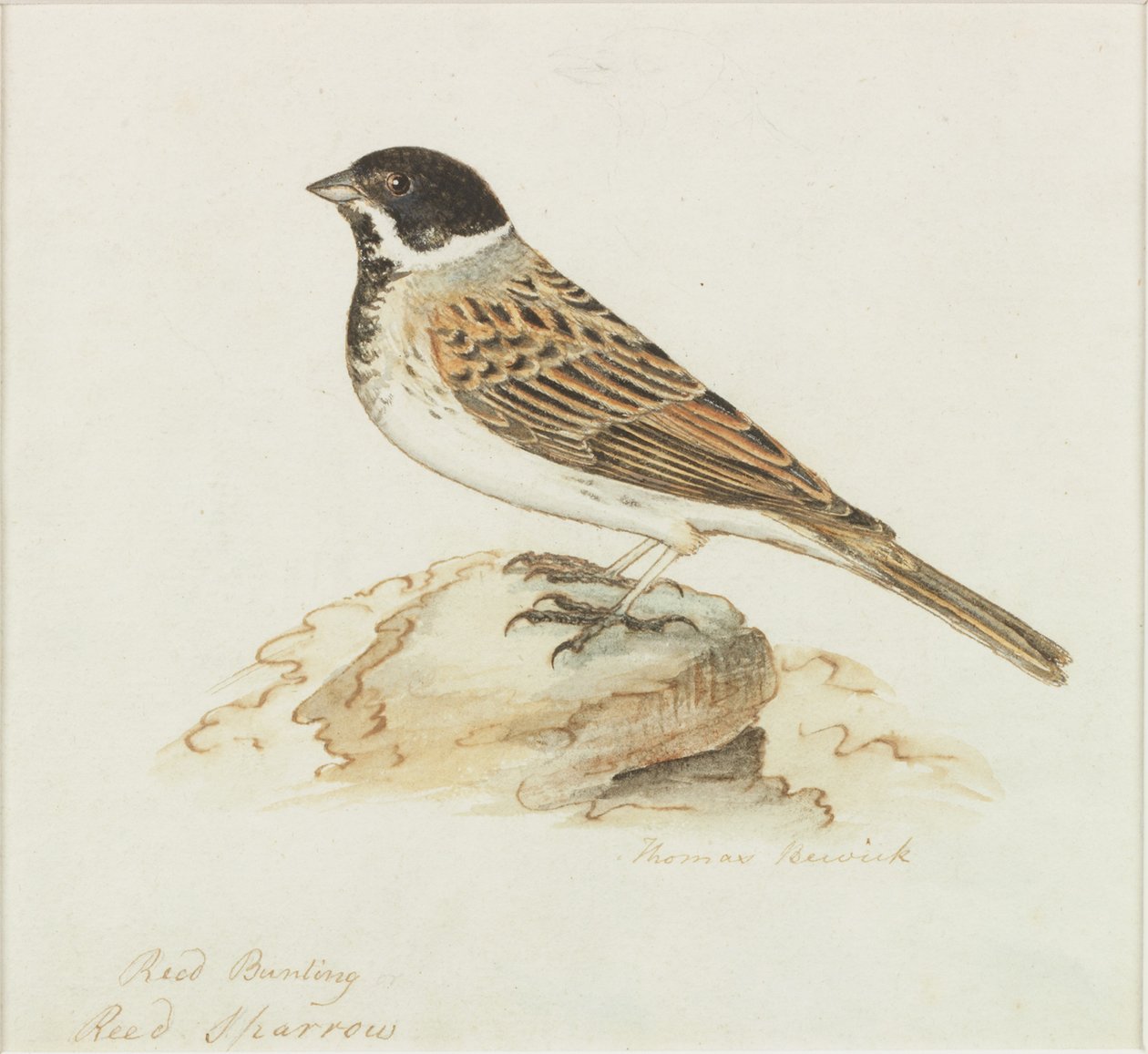 El gorrión de los juncos de Thomas Bewick