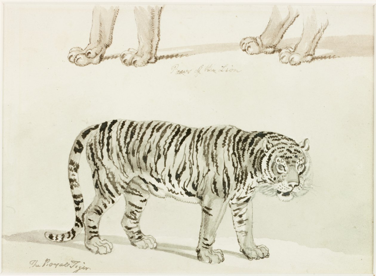 El tigre real de Thomas Bewick