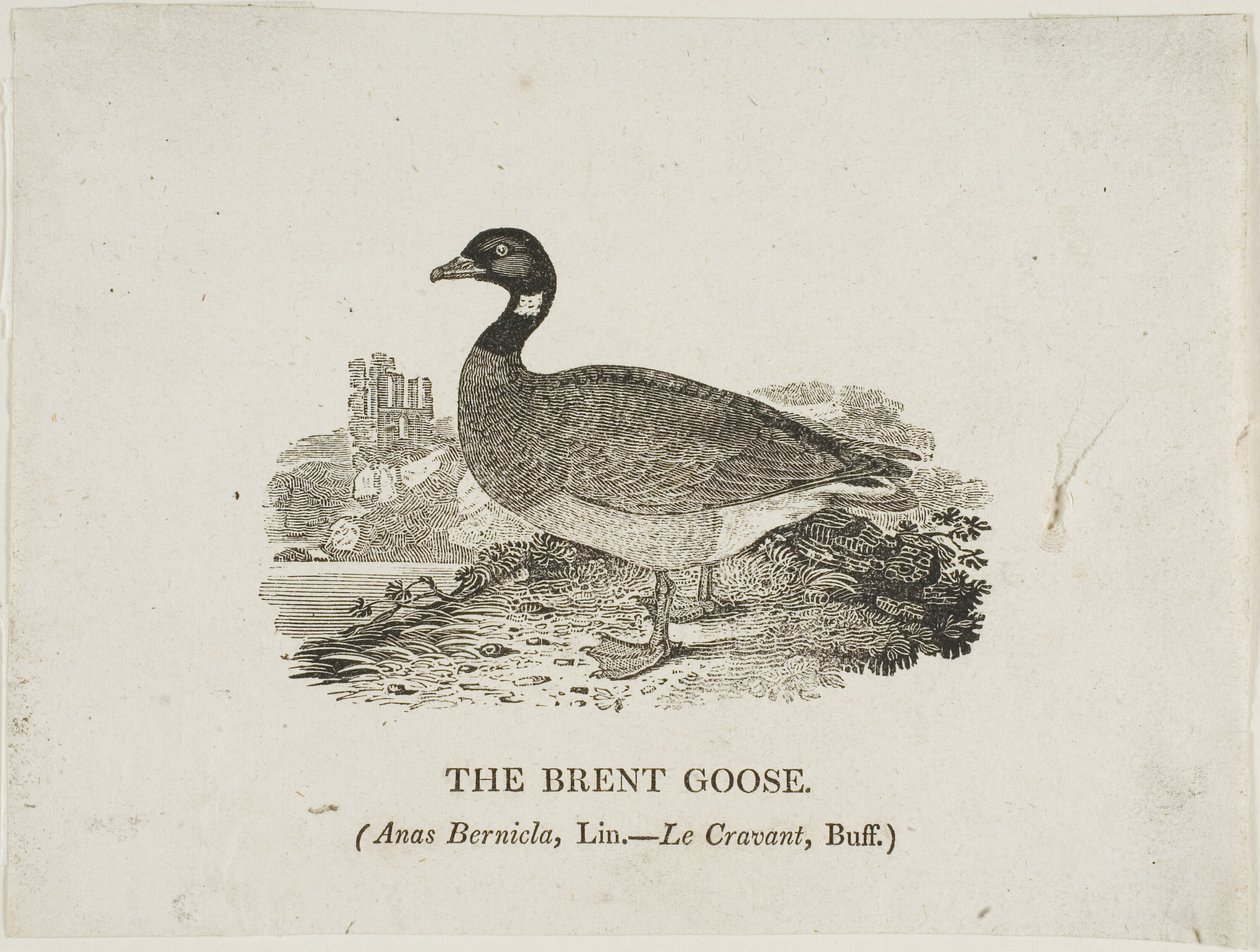 Brent Goose de Thomas Bewick