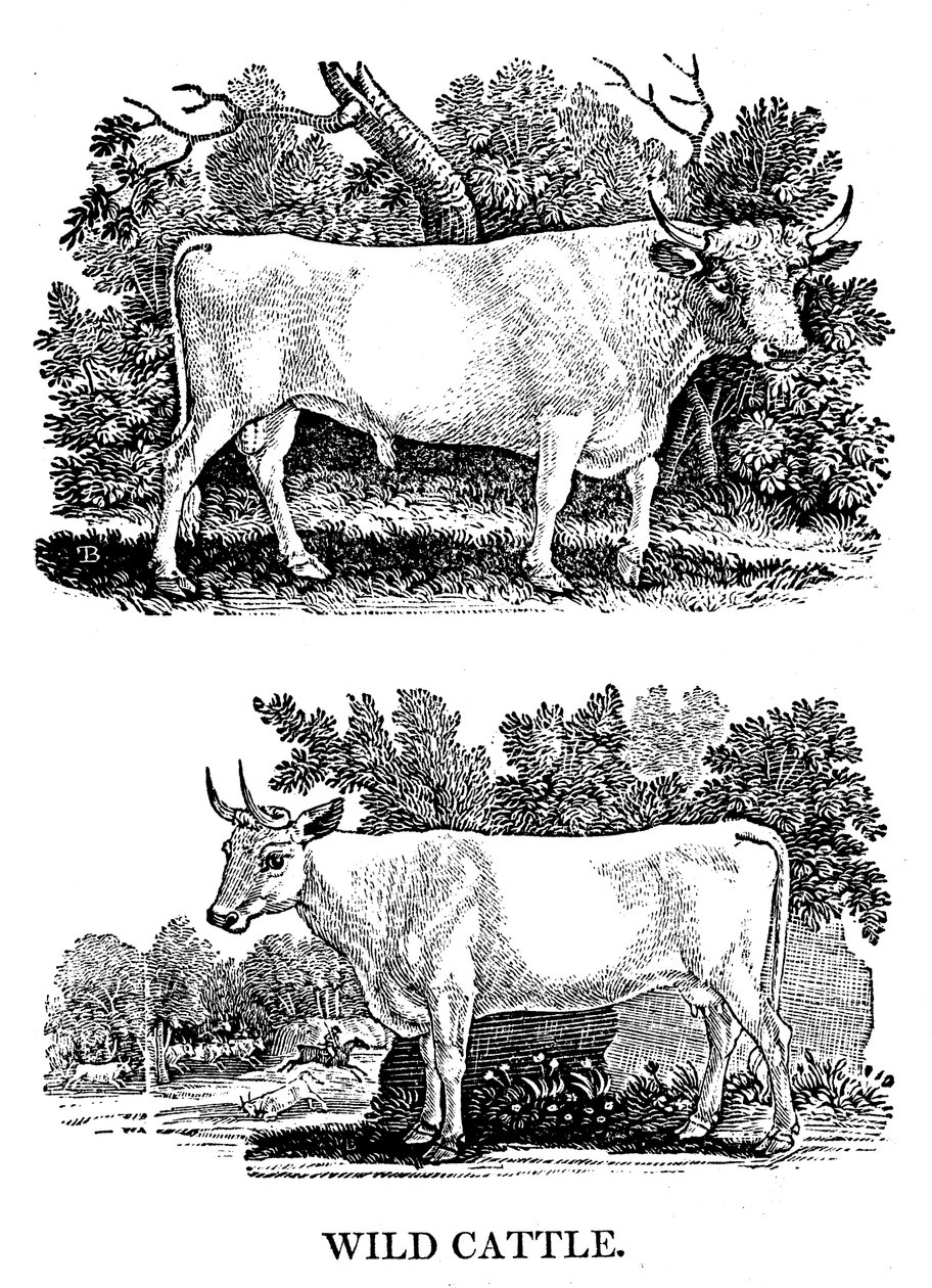Ganado salvaje o de parque británico, 1790 de Thomas Bewick