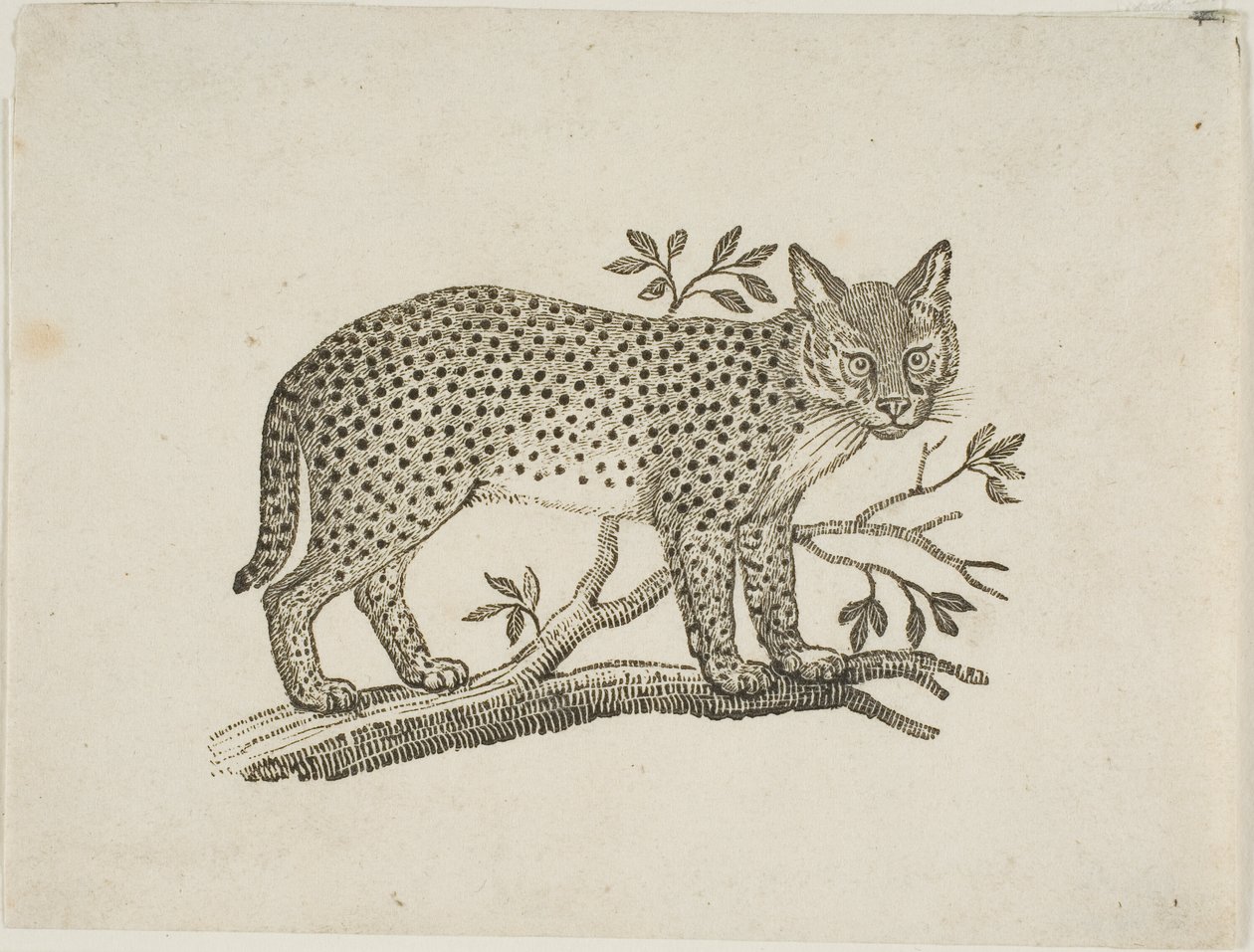 El serval de Thomas Bewick