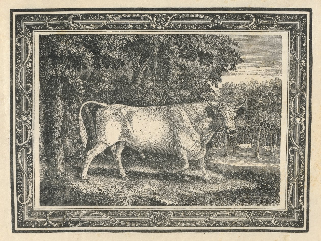 El toro salvaje de Chillingham de Thomas Bewick