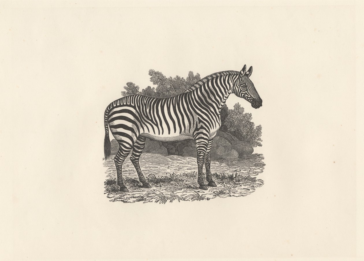 Cebra de Thomas Bewick